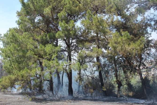 Antalya’da orman yangını çıktı