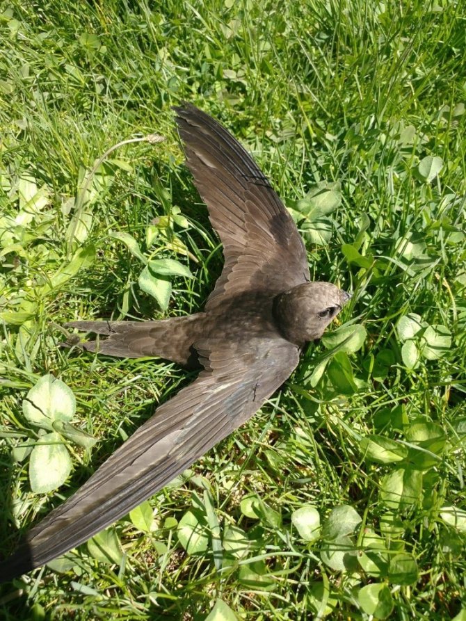 Aşkalede Jandarmadan örnek davranış