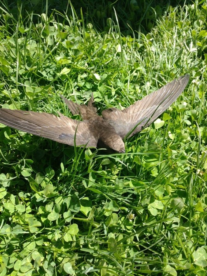 Aşkalede Jandarmadan örnek davranış