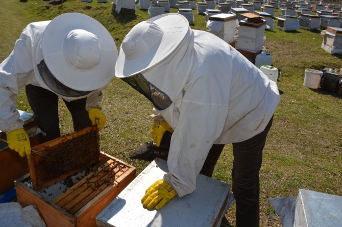 Ordu, dünya balının yüzde 1’ini üretiyor