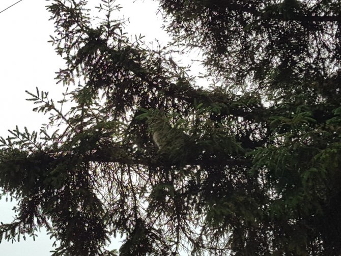 Düzce'de ağaçta mahsur kalan kediyi itfaiye kurtardı