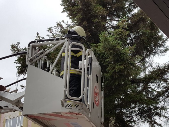 Düzce'de ağaçta mahsur kalan kediyi itfaiye kurtardı