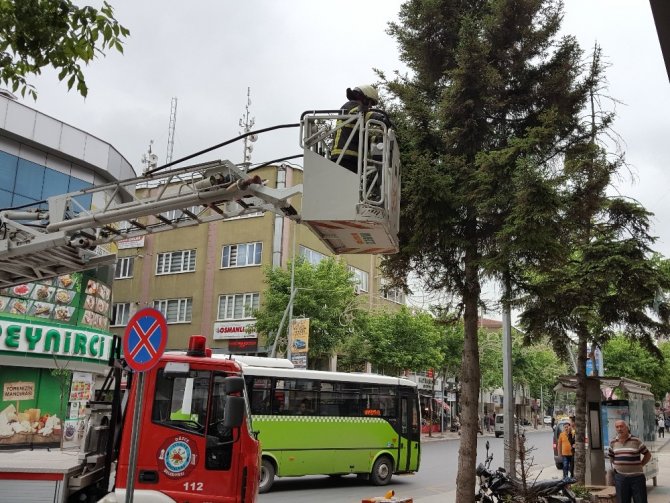 Düzce'de ağaçta mahsur kalan kediyi itfaiye kurtardı