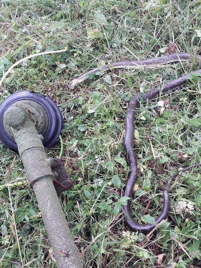 Fındık bahçelerinde görülen yılanlar korkutuyor