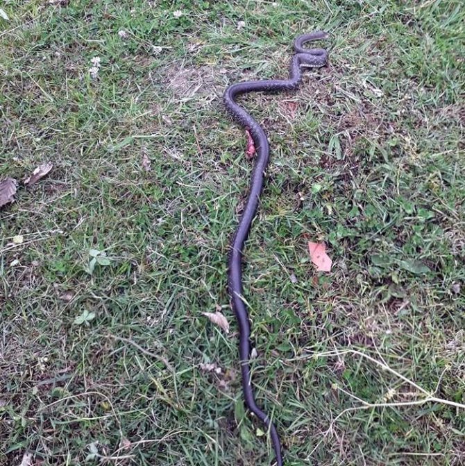 Fındık bahçelerinde görülen yılanlar korkutuyor