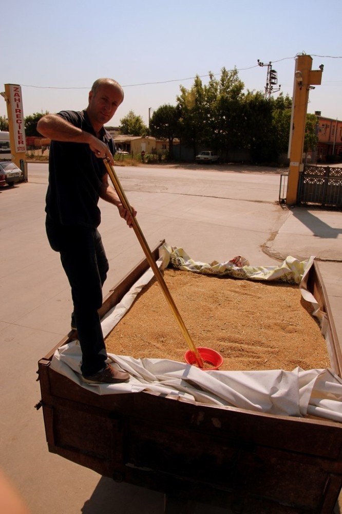 Çanakkale'de ilk mahsul buğdayı satıldı