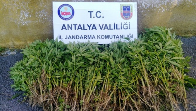 Antalya'da uyuşturucu operasyonu düzenlendi 1 kişi gözaltına alındı