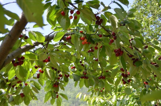 Artvin’in bu yıl ilk kiraz hasadı başladı