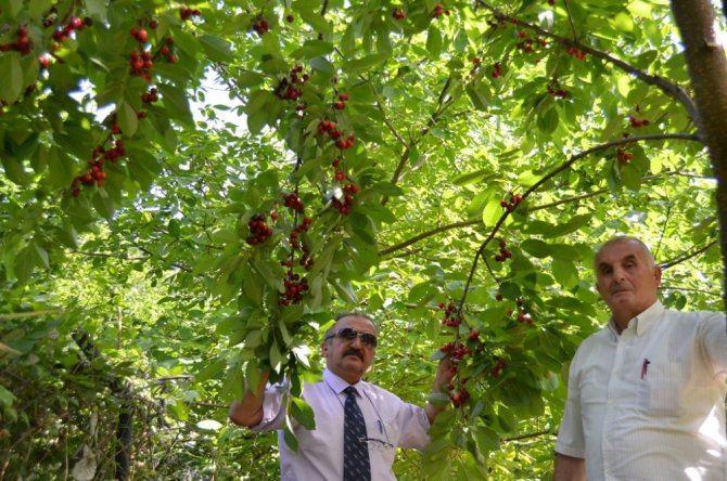 Artvin’in bu yıl ilk kiraz hasadı başladı