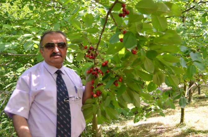 Artvin’in bu yıl ilk kiraz hasadı başladı