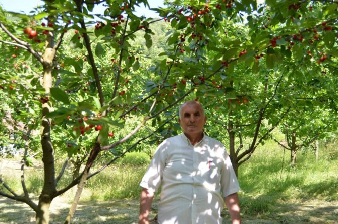 Artvin’in bu yıl ilk kiraz hasadı başladı