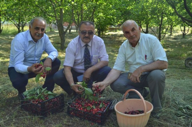 Artvin’in bu yıl ilk kiraz hasadı başladı