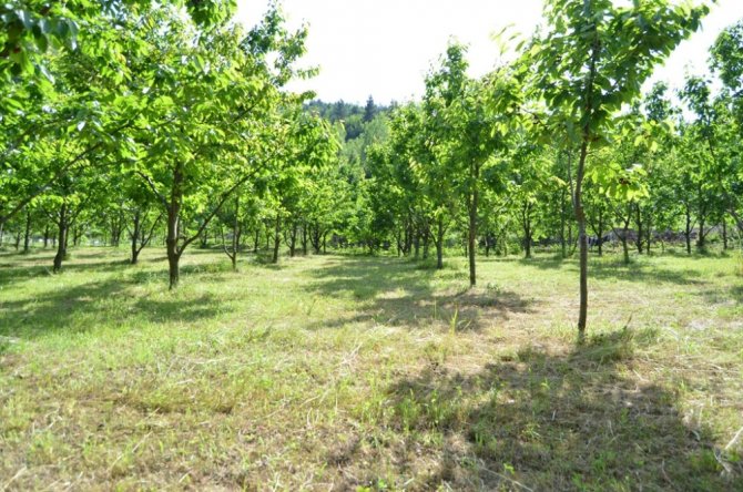 Artvin’in bu yıl ilk kiraz hasadı başladı