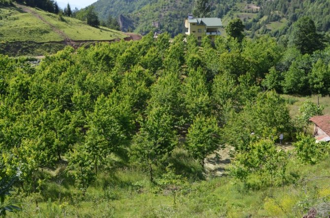 Artvin’in bu yıl ilk kiraz hasadı başladı