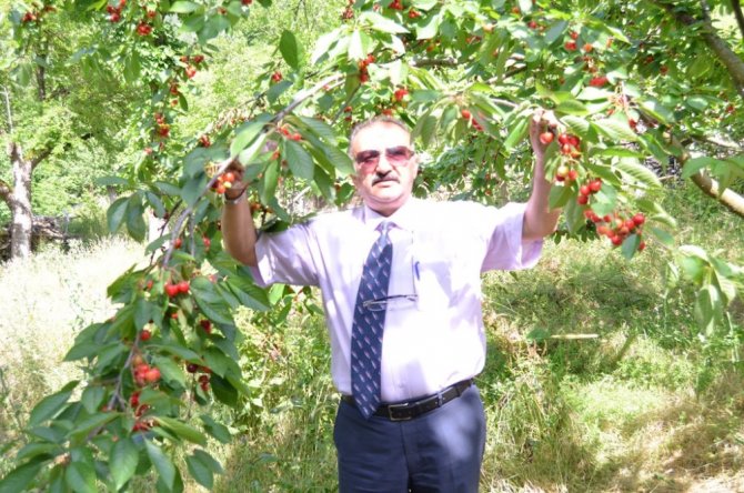 Artvin’in bu yıl ilk kiraz hasadı başladı