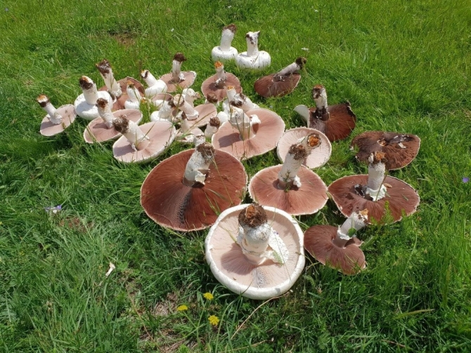 Bu kadar büyük ve sayıca fazlası ilk kez Gümüşhane’de bulundu