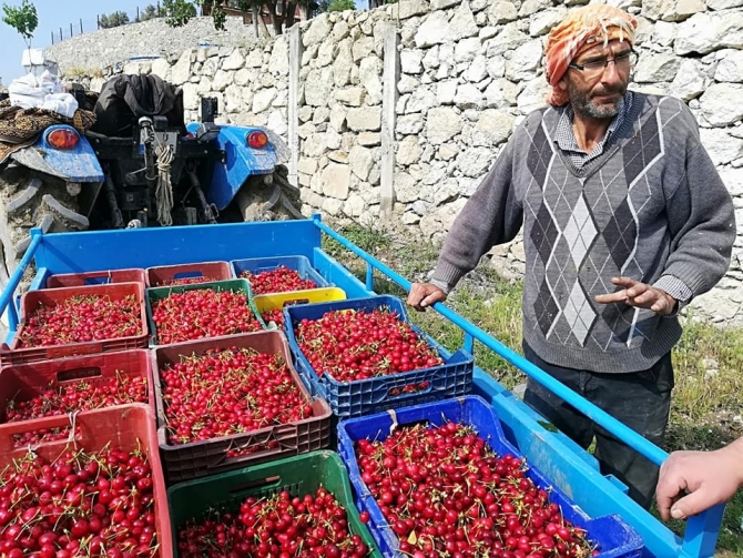 Kayaışık kirazında son hasat
