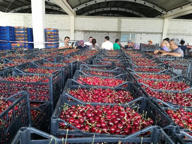 Kayaışık kirazında son hasat