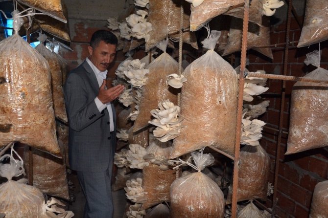 Ordu'da evinin bodrumunda istiridye mantarı!