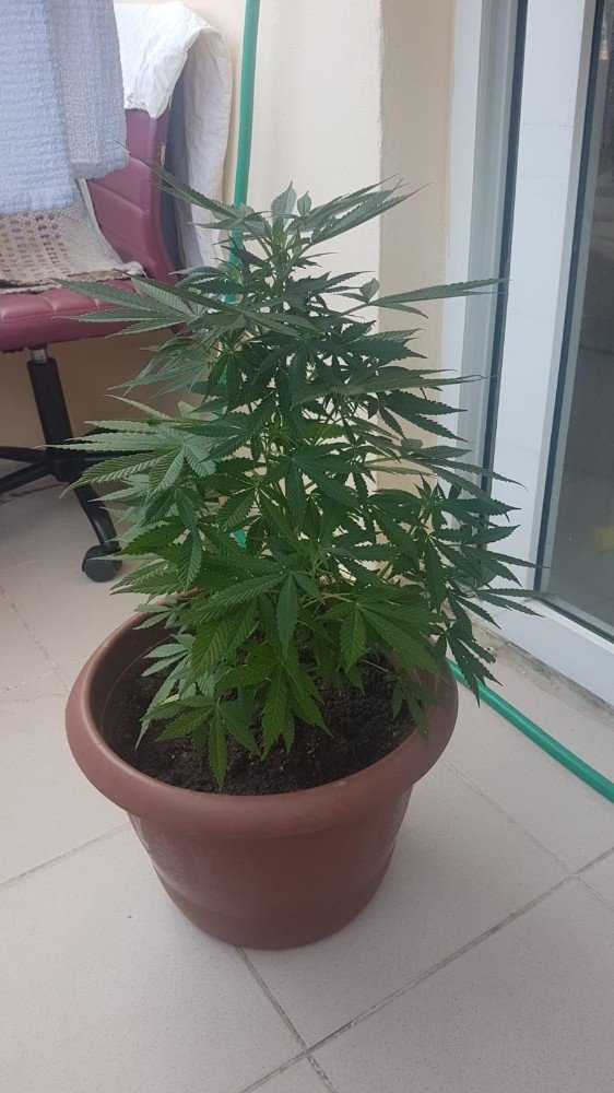 Kuşadası’nda uyuşturucu operasyonu:1 kişi göz altında