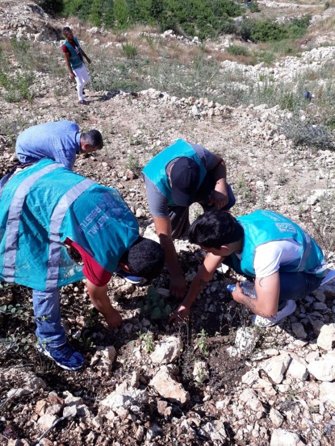 Mersin denetimli serbestlik yükümlüleri, hatıra ormanına fidan dikti