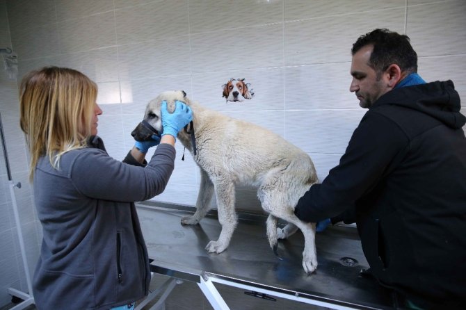 Can dostlara 5 yıldızlı yuva