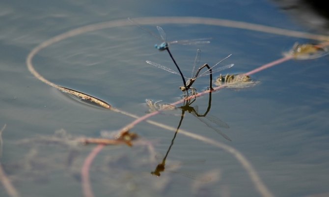 Gököz Göleti büyülüyor