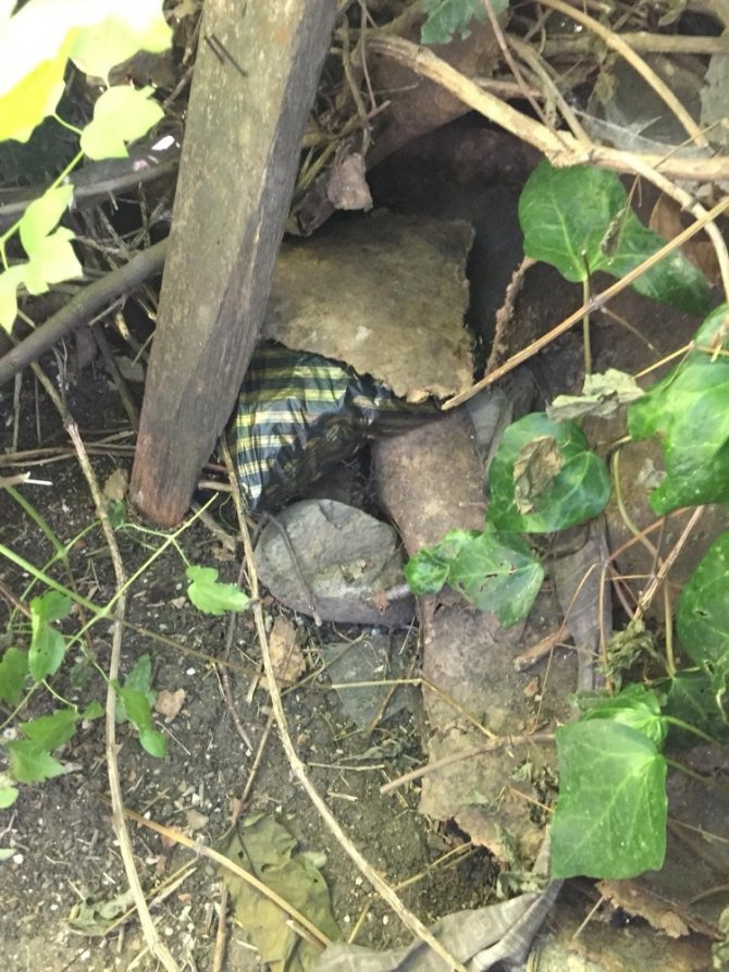 Bonzai satarken yakalanan genç tutuklandı