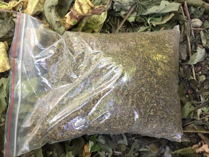 Bonzai satarken yakalanan genç tutuklandı