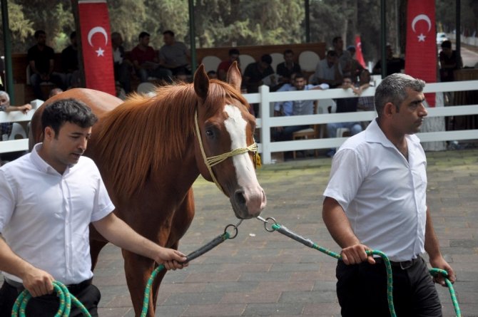 Lüks daire fiyatına taylar kapışıldı