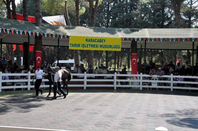 Lüks daire fiyatına taylar kapışıldı