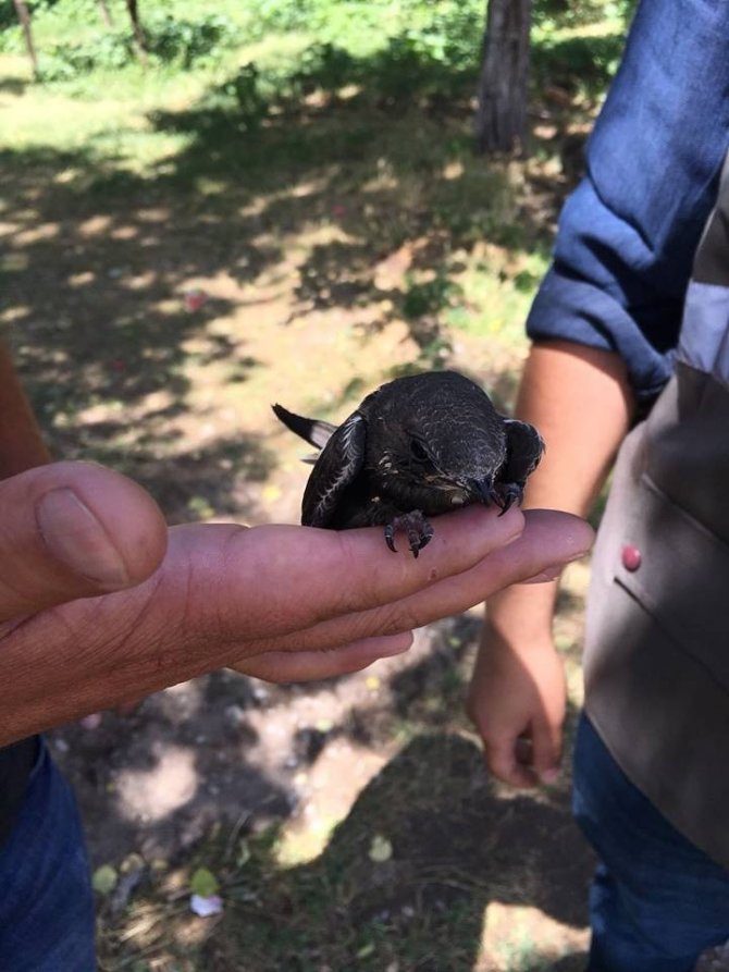 Yaralı Ebabil kuşu tedavi altına alındı