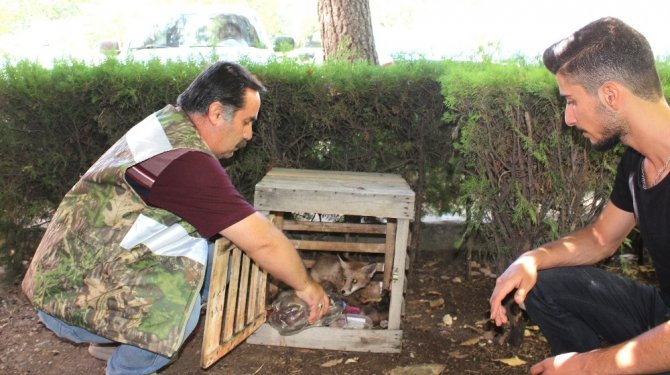 Yaralı tilki tedavi altına alındı