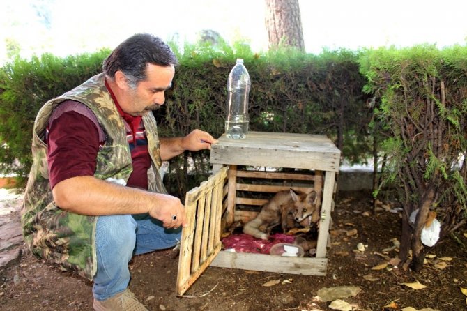 Yaralı tilki tedavi altına alındı