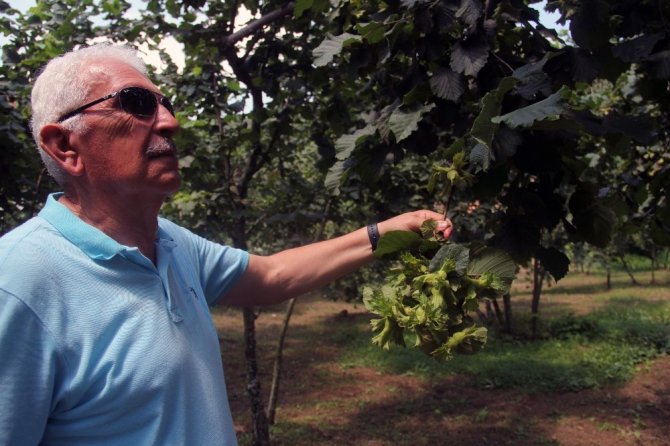 Fındık üreticisine hasat uyarısı