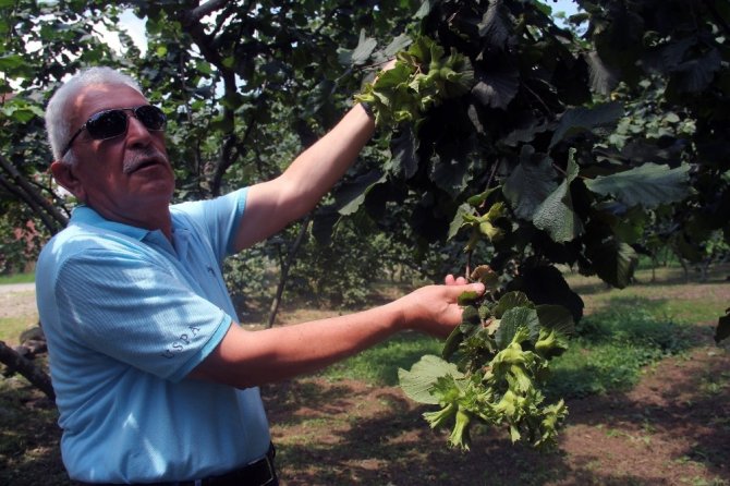 Fındık üreticisine hasat uyarısı