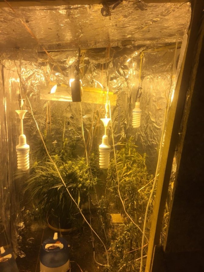 Evini uyuşturucu serasına çevirdi