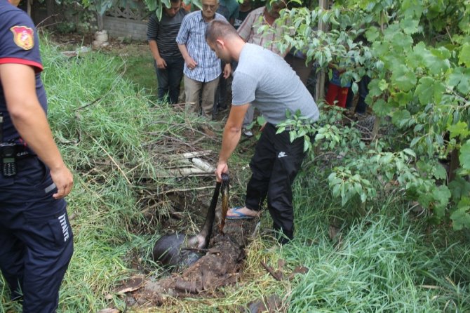Su kuyusuna düşen inek telef oldu