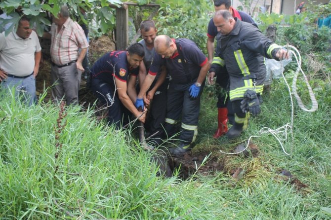 Su kuyusuna düşen inek telef oldu