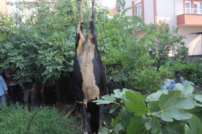 Su kuyusuna düşen inek telef oldu