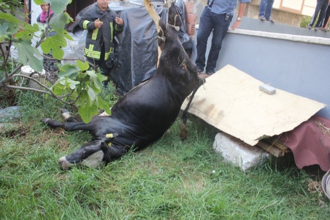 Su kuyusuna düşen inek telef oldu