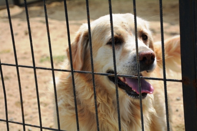 Tekirdağ’da sokak hayvanları için “Gel Sahiplen” kampanyası