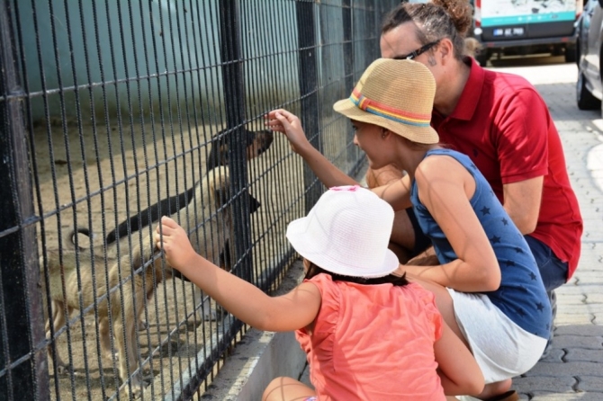 Tekirdağ’da sokak hayvanları için “Gel Sahiplen” kampanyası