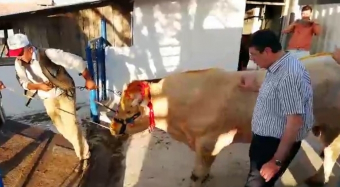 Cumhurbaşkanı Erdoğan’a Trakya’dan kurbanlık gönderildi