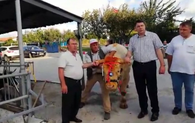 Cumhurbaşkanı Erdoğan’a Trakya’dan kurbanlık gönderildi