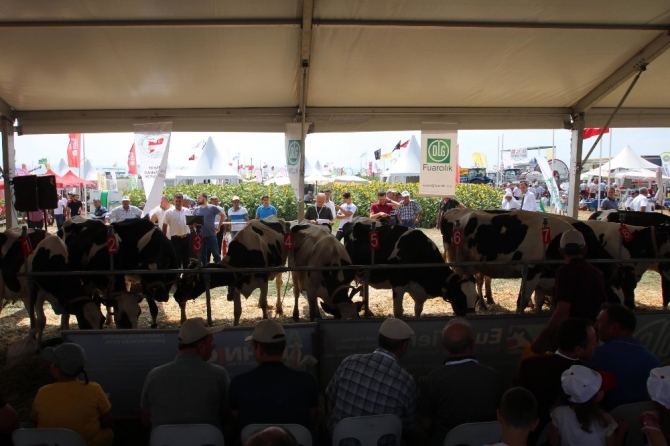 Tekirdağ’da inek güzellik yarışması