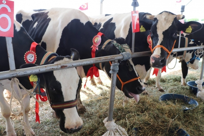 Tekirdağ’da inek güzellik yarışması