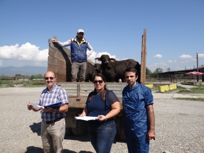 Düzce'de Genç çiftçiler hayvanlarına kavuştu