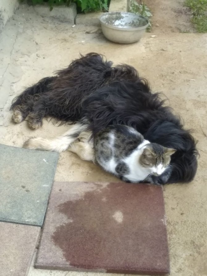 Ordu'da Kedi ile köpeğin kıskandıran görenleri şaşırttı