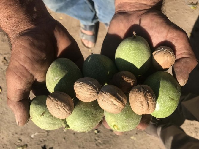 Bitlis'in Adilcevaz ilçesinde ceviz hasadı başladı